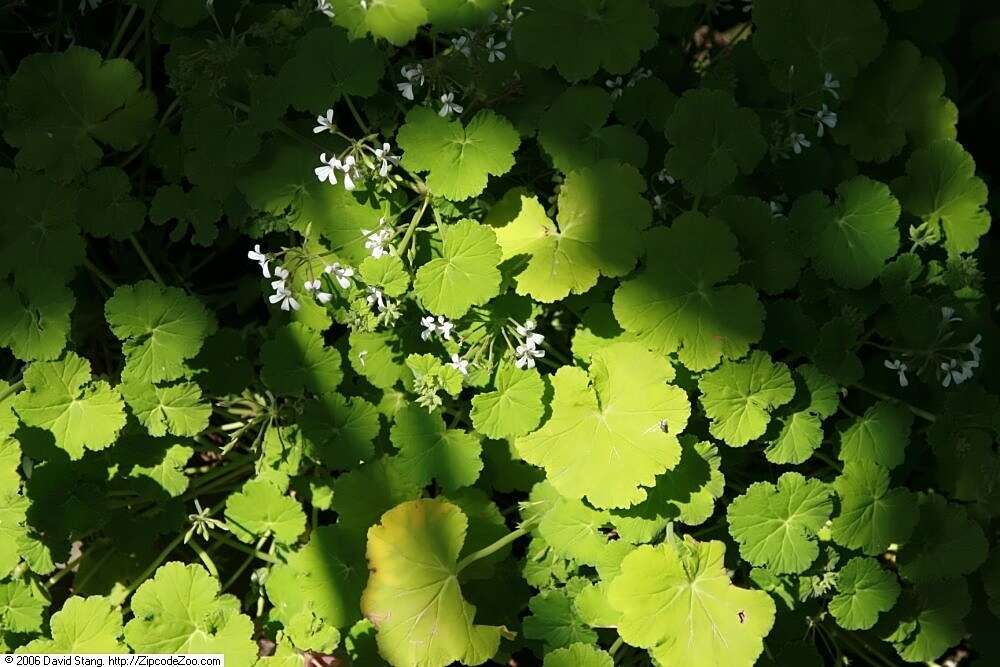 Imagem de Pelargonium odoratissimum (L.) L'Her.