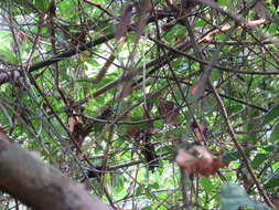 Image of Riparian Antbird