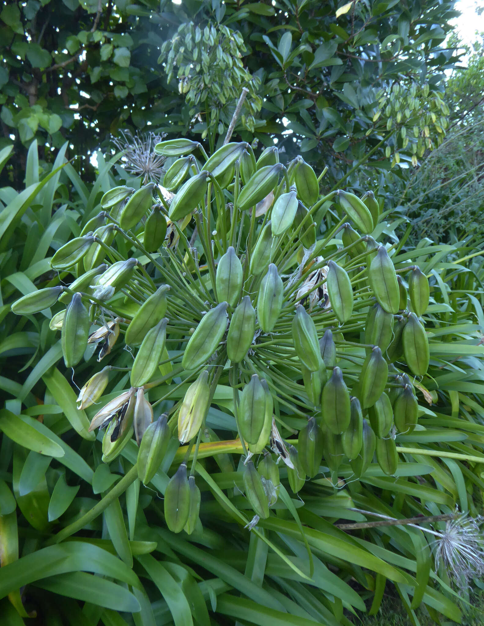 Image of Agapanthus praecox subsp. orientalis (F. M. Leight.) F. M. Leight.