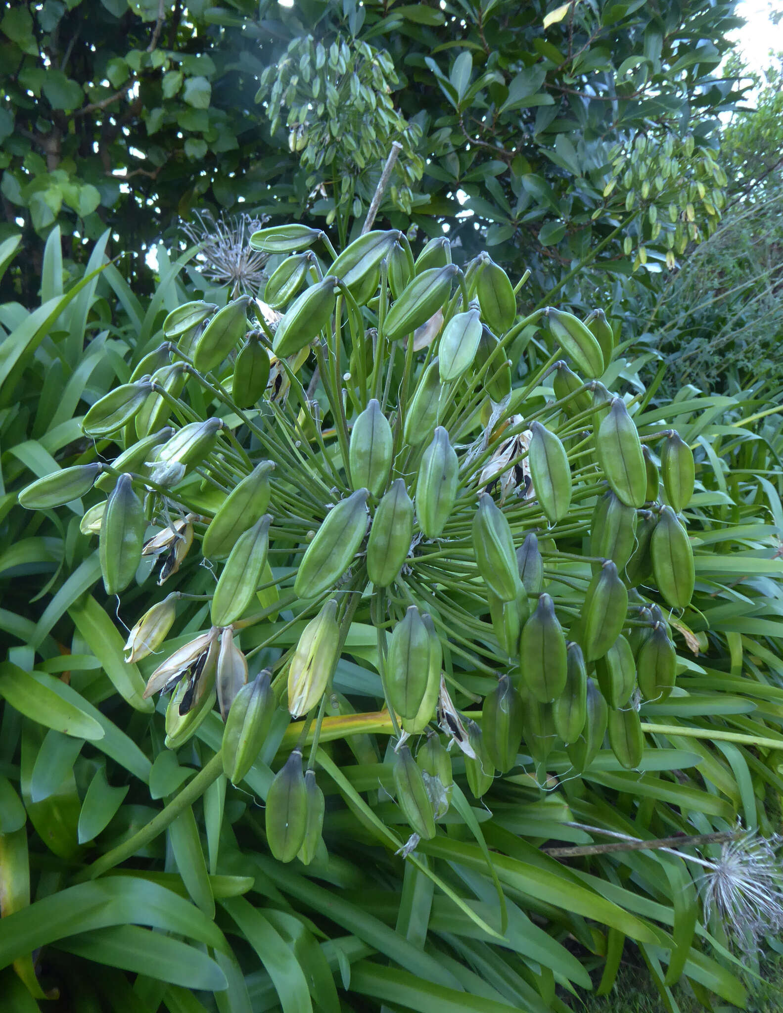 Imagem de Agapanthus praecox subsp. orientalis (F. M. Leight.) F. M. Leight.