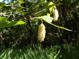 Image of European Hop-hornbeam