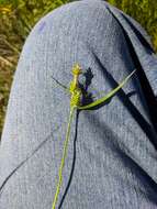 Image of greenstar sedge