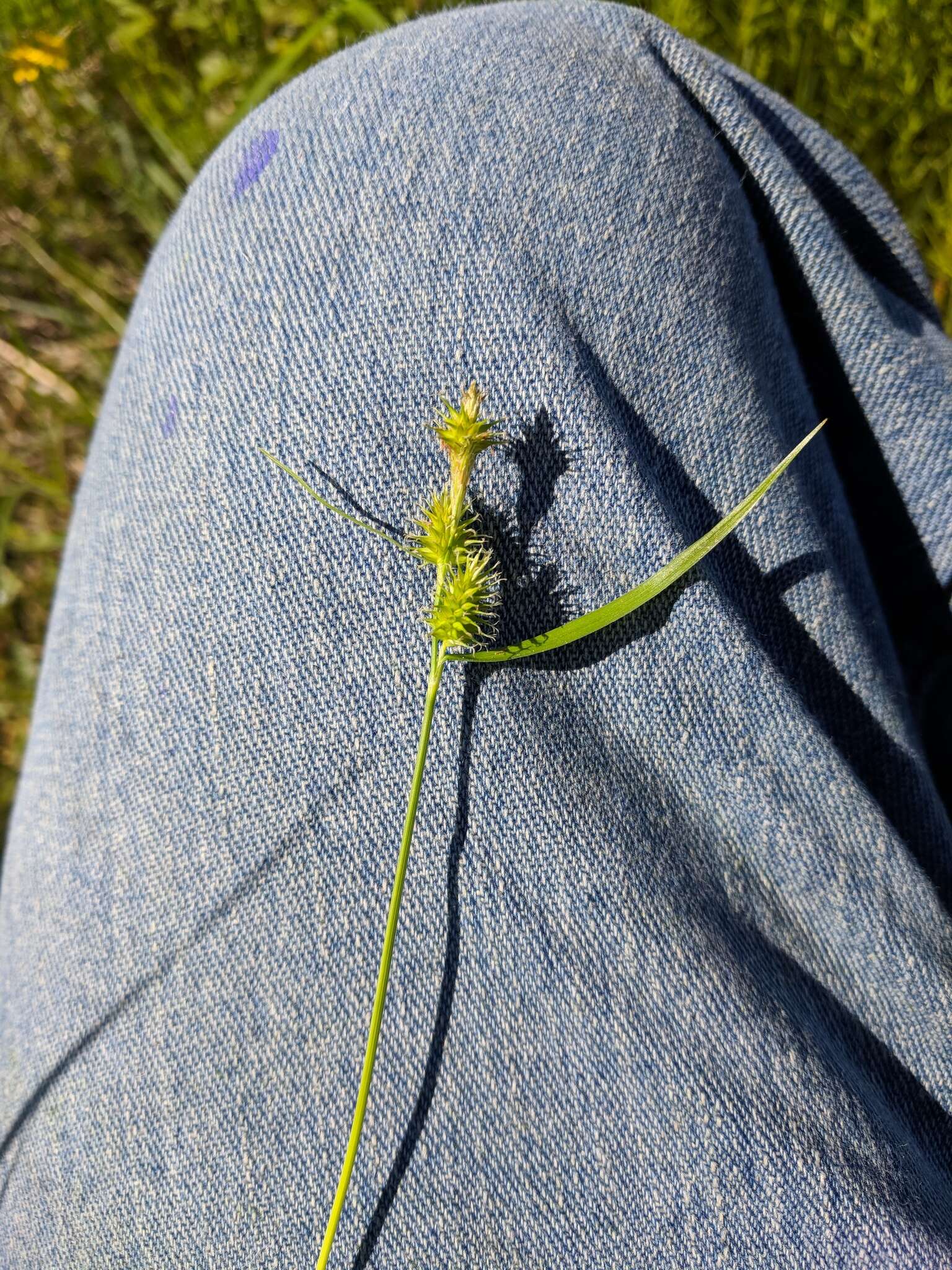 Image of greenstar sedge