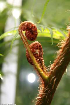 Image of Lacy Tree Fern