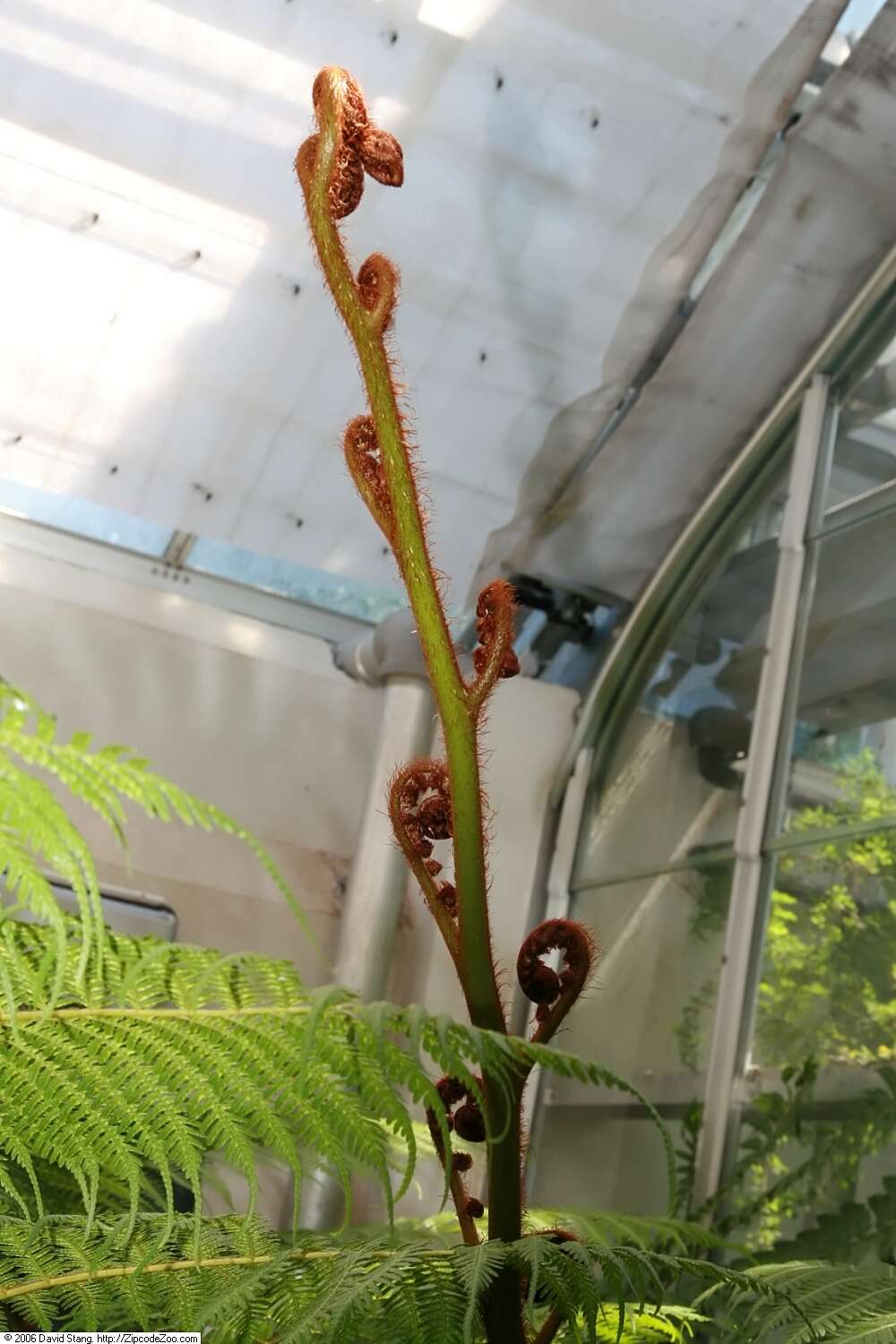 Image of Lacy Tree Fern