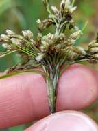 Sivun Scirpus atrocinctus Fernald kuva