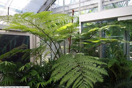 Image of Lacy Tree Fern