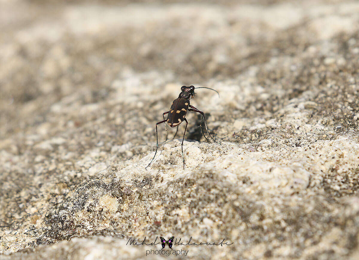 Image of Cicindela (Calomera) decemguttata Fabricius 1801