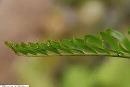 Image of coontie