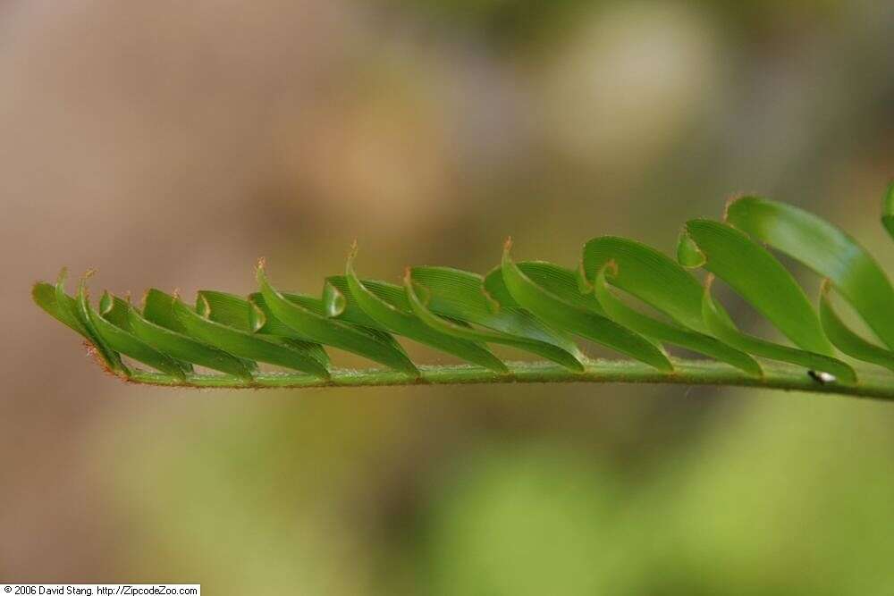 Image of coontie