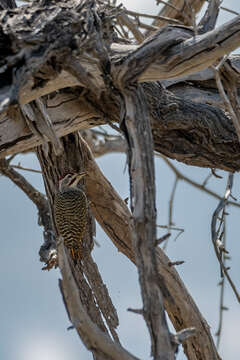 Image of Speckle-throated Woodpecker