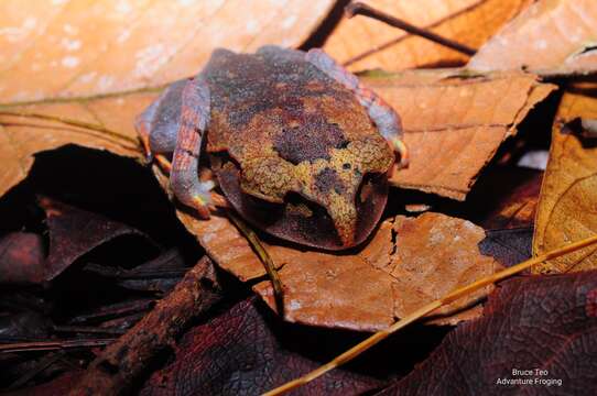 Image of Lowland Litter Frog