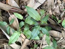 Image de Persicaria dichotoma (Bl.) S. K. Dixit, B. Datt & G. P. Roy