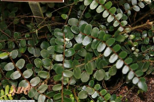 Image of Pellaea rotundifolia (G. Forst.) Hook.