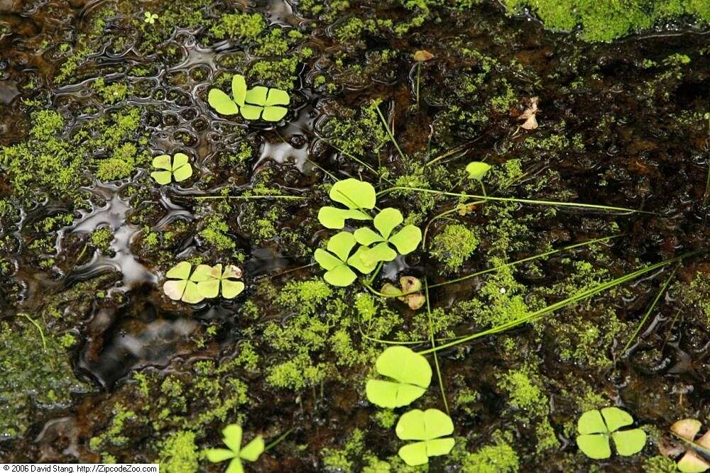 Plancia ëd Marsilea quadrifolia L.