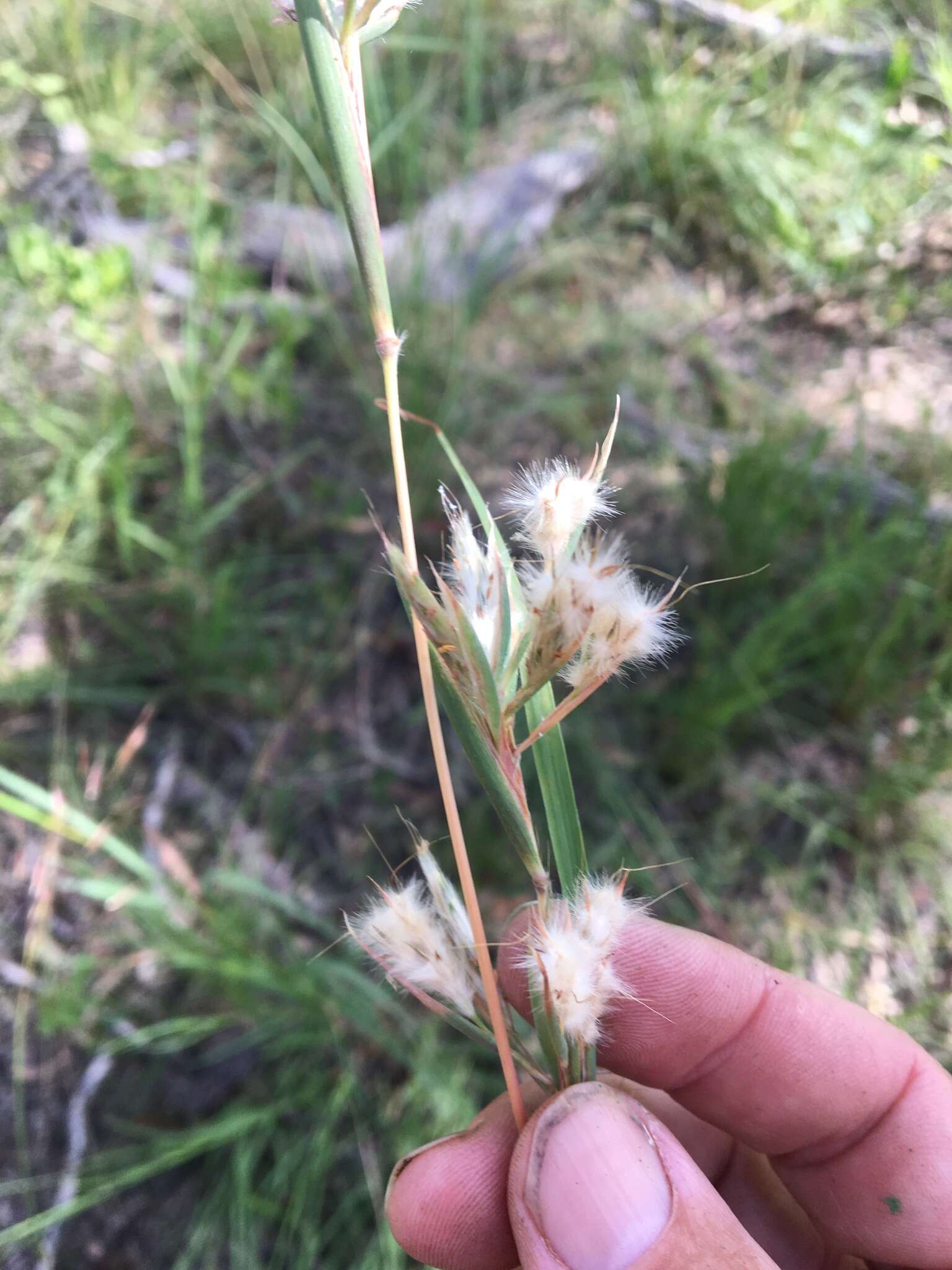 Sivun Cymbopogon obtectus S. T. Blake kuva