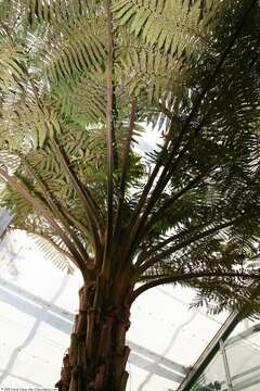 Image of Lacy Tree Fern