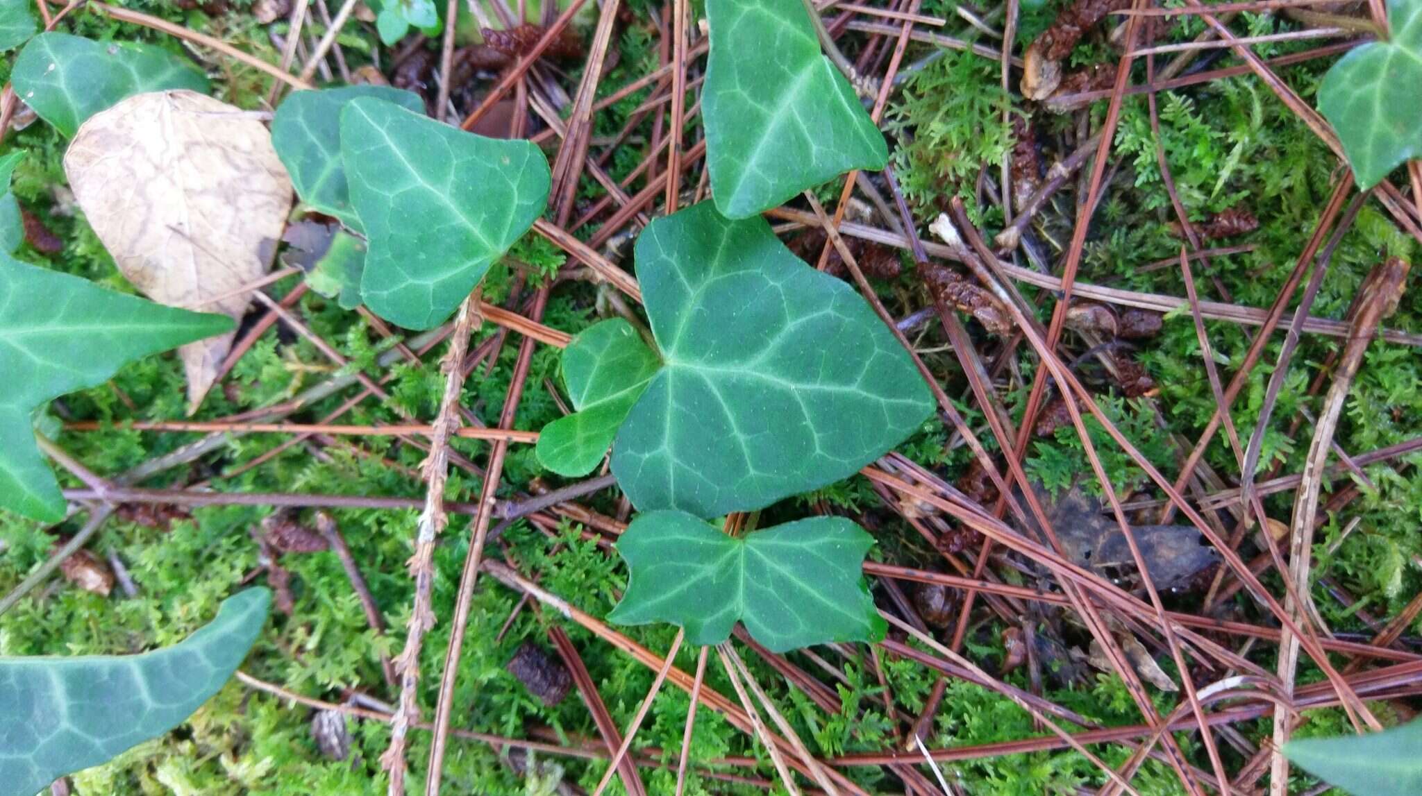 Image of Hedera rhombea (Miq.) Paul