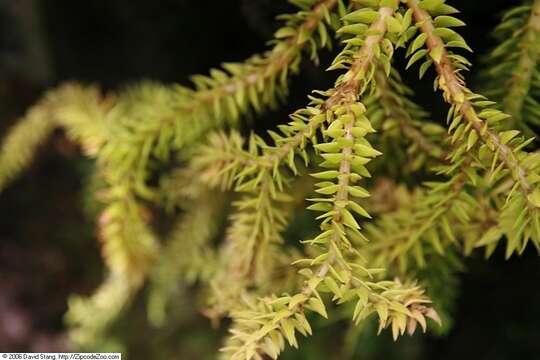 Image of tassel fern