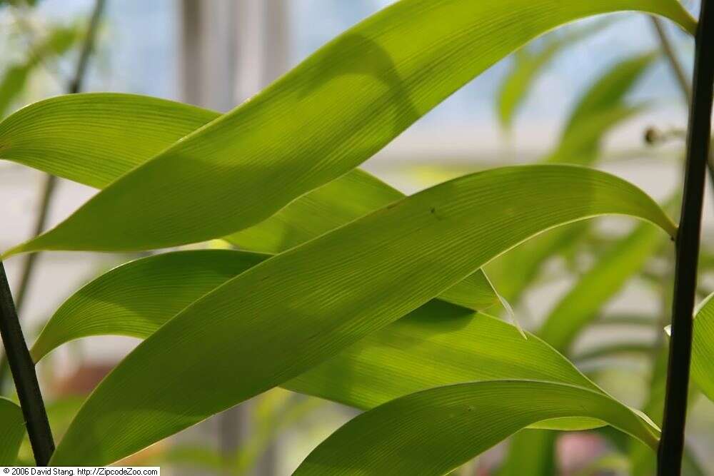 Image of Zamia fairchildiana L. D. Gómez