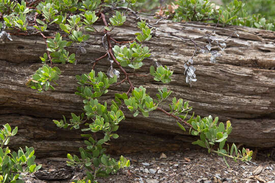 Imagem de Arctostaphylos nevadensis A. Gray