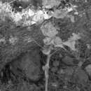 Image de Smyrnium cordifolium Boiss.