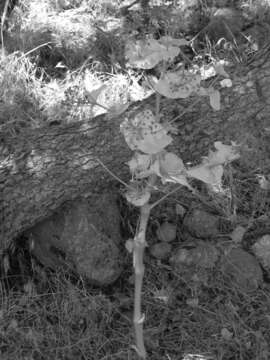 Image of Smyrnium cordifolium Boiss.