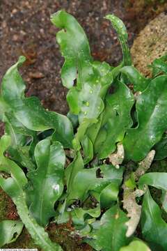 Image of Lecanopteris sinuosa (Wall. ex Hook.) Copel.