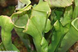 Image of Pitcher plant