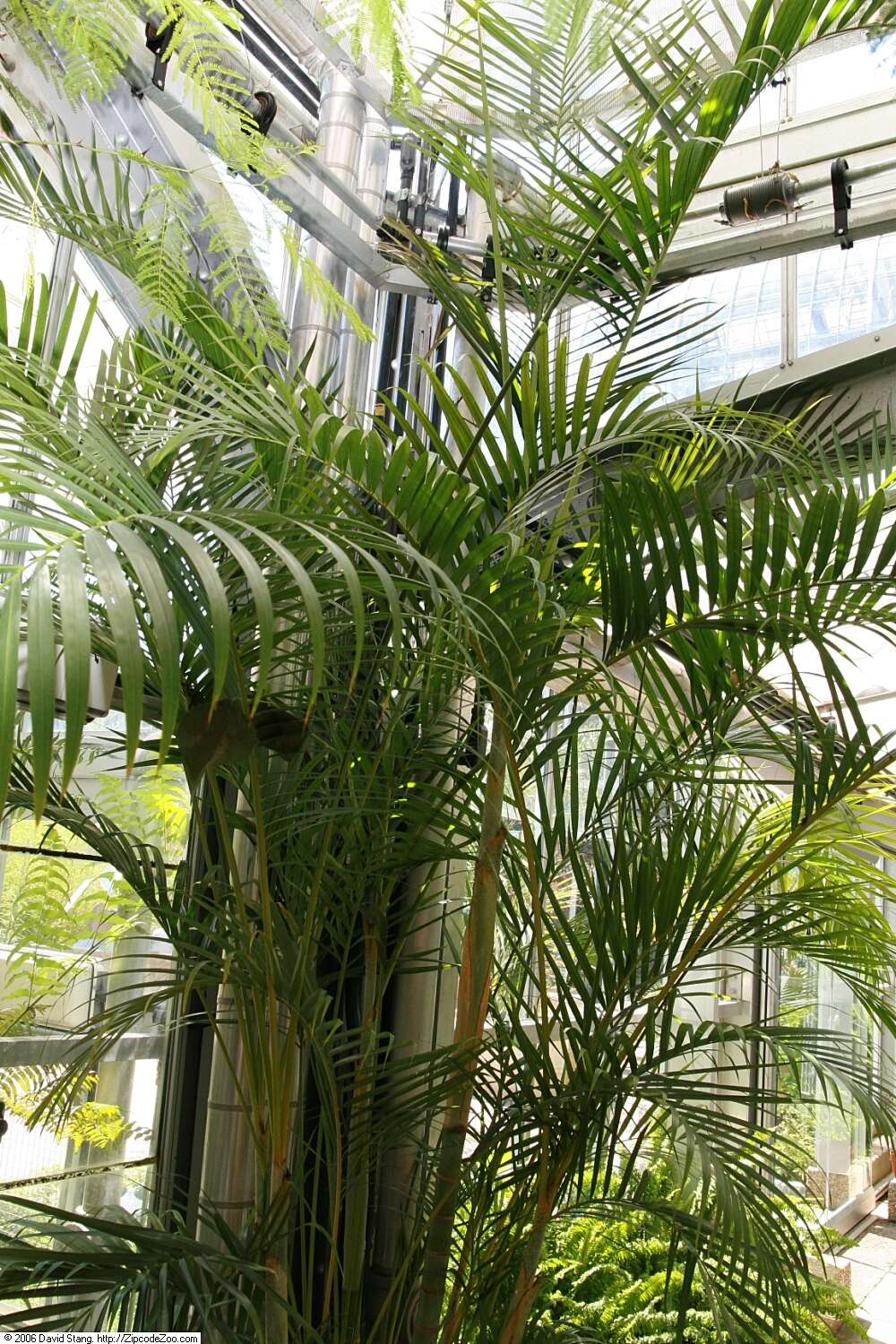 Sivun Dypsis lutescens (H. Wendl.) Beentje & J. Dransf. kuva