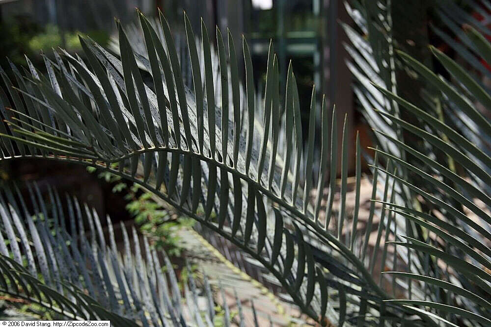 Image of Karoo cycad