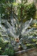 Image of Karoo cycad