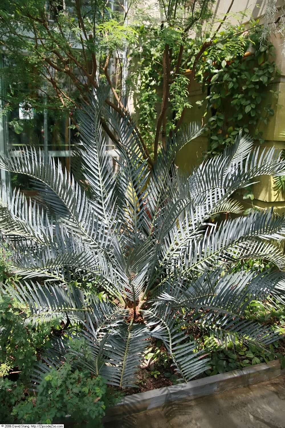 Image de Encephalartos lehmannii Lehm.