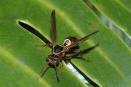 Image de Polistes humilis synoecus de Saussure 1853