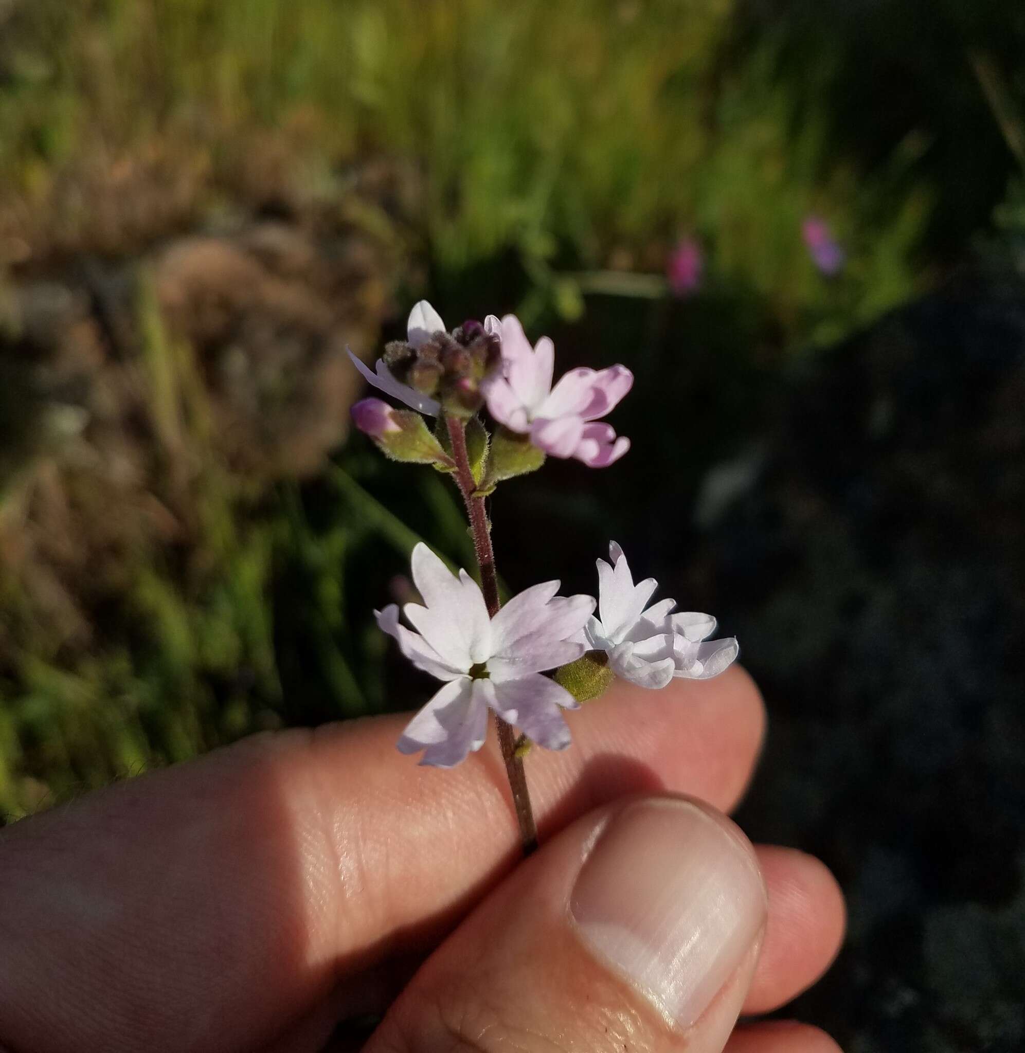 Image of prairie woodland-star