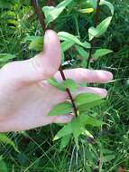 Image of roundleaf goldenrod