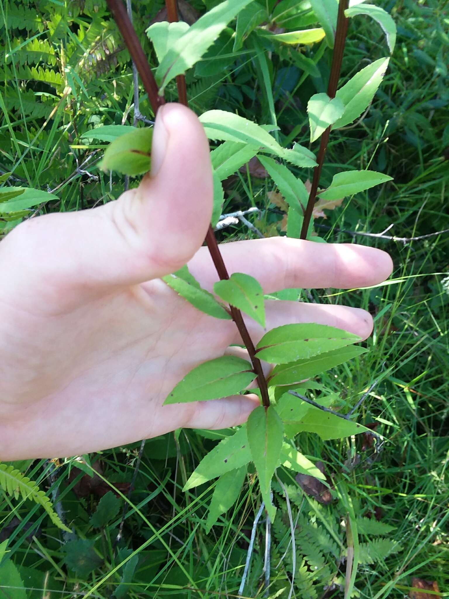 Image of roundleaf goldenrod