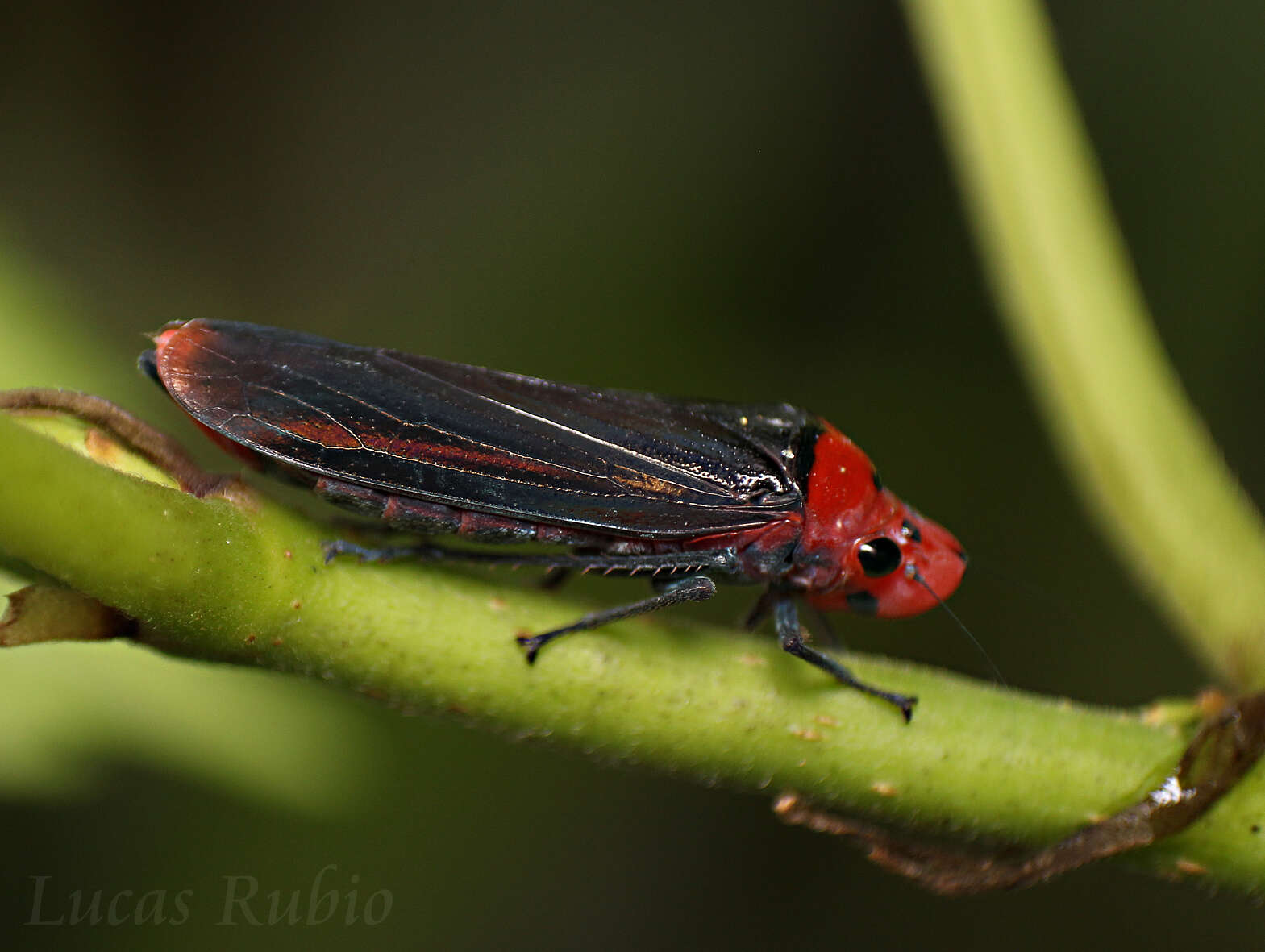 Image of Aulacizes quadripunctata (Germar 1821)