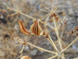 Imagem de Ferulago nodosa (L.) Boiss.