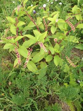 Image of American Nightshade