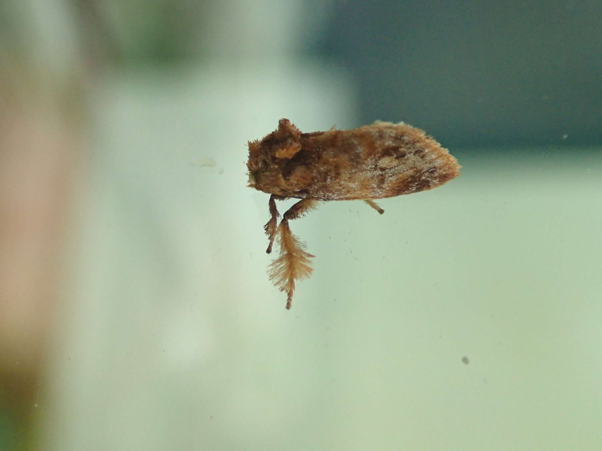 Image of Beutenmueller's Slug Moth