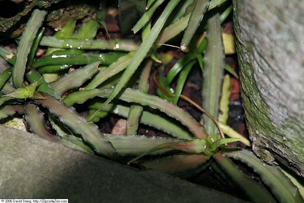 Image of Cryptanthus acaulis (Lindl.) Beer