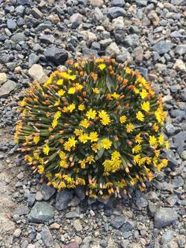 Image of dwarf alpine hawksbeard