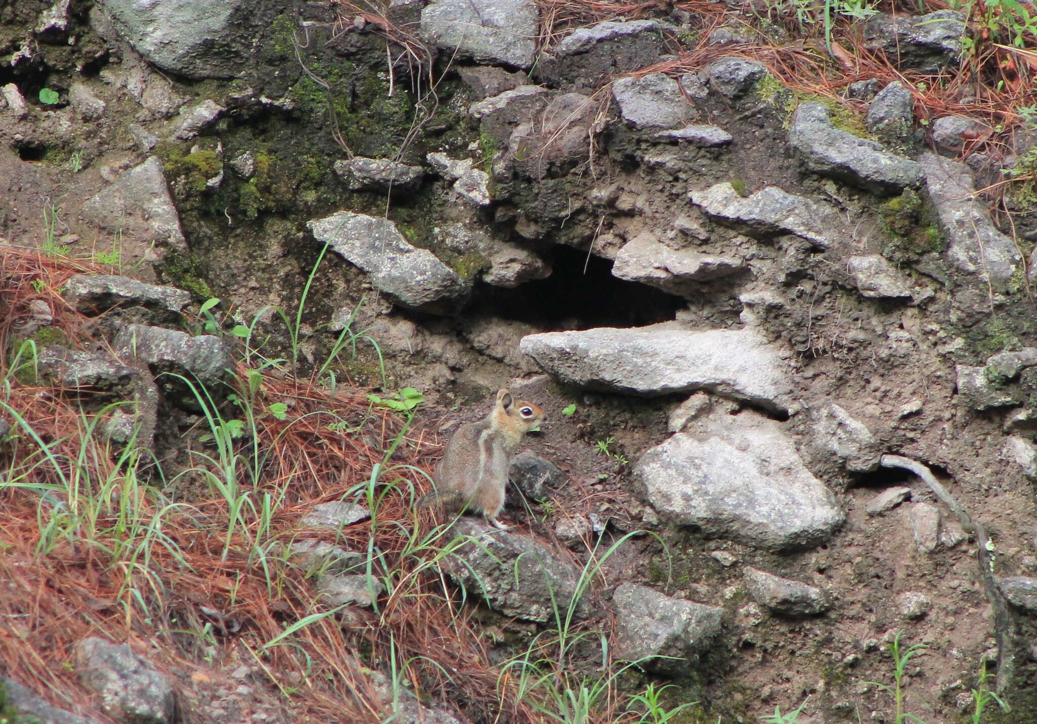 Image of Sierra Madre ground squirrel