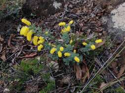 Imagem de Acacia drummondii subsp. drummondii