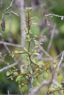 Image de Sideroxylon reclinatum subsp. austrofloridense (Whetstone) Kartesz & Gandhi