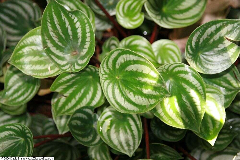 Image of Peperomia argyreia (Miq.) E. Morr.