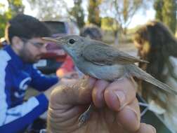 Image of Western Olivaceous Warbler