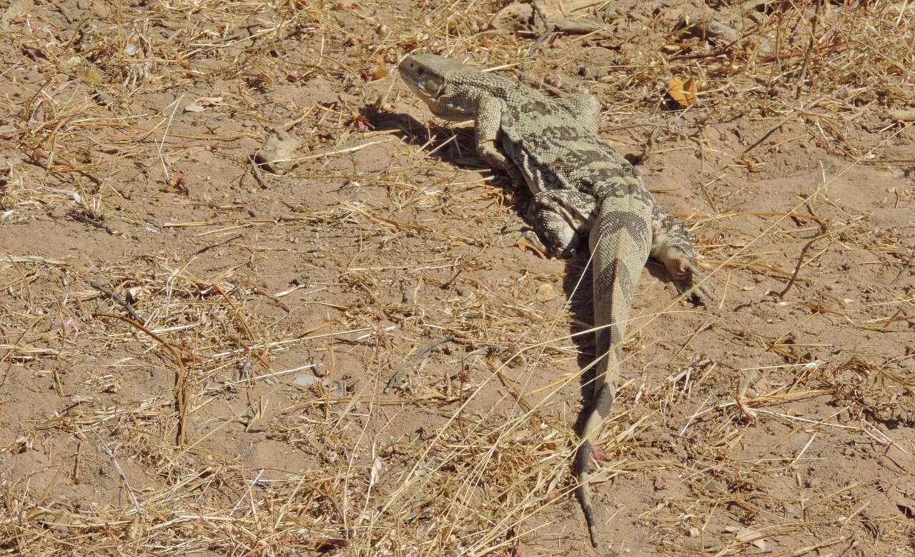 Image of White-throated monitor