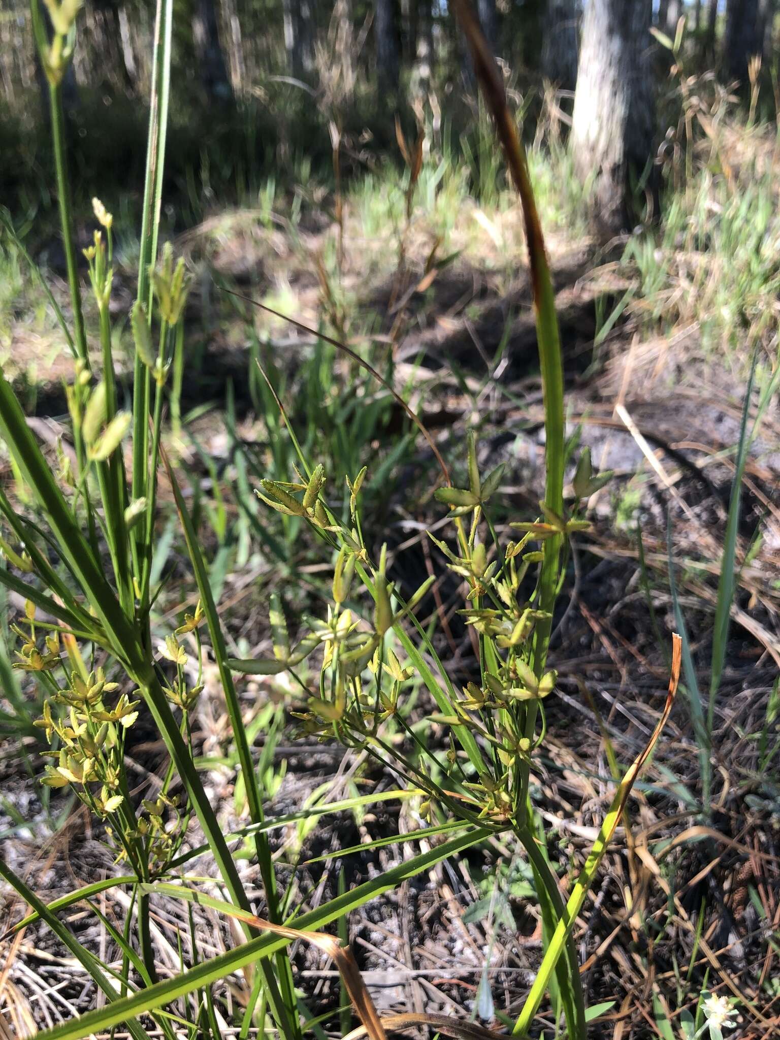 Image of Le Conte's Flat Sedge